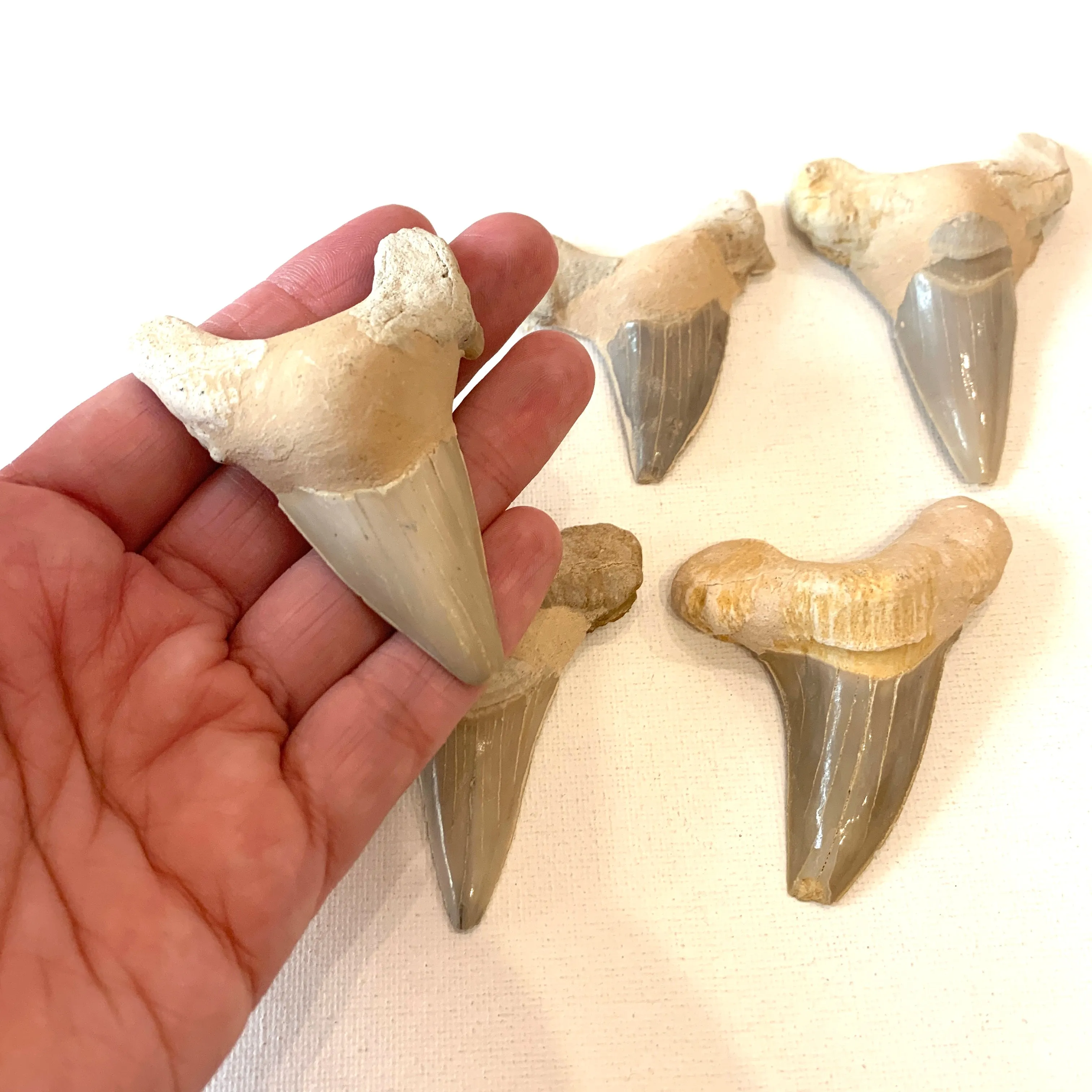 Megolodon Tooth